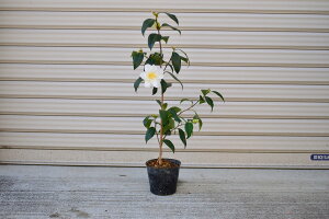 s֕c@֕c@@@60Z`O@2021Nԉt