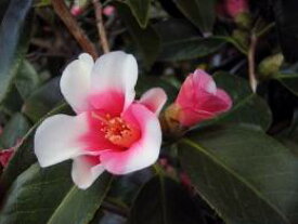 【椿】胡蝶絞侘助　(こちょうしぼりわびすけ)【挿木】桃色にきれいに咲きます