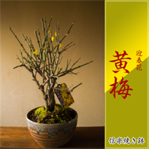 ΂2025N3ɊJԁy~zF炭ԁ@MyĔ@Ă₷NZCȁ@y}tԁ@2`3{J