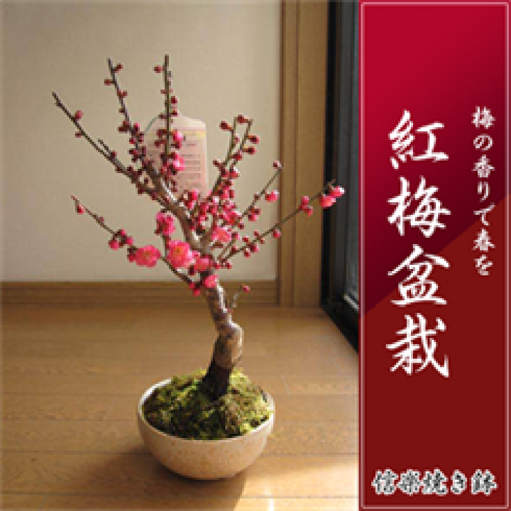 楽天市場】2026年2月から3月に梅の香りが楽しめます今季おすすめ梅盆栽