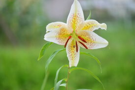 ヤマユリ　百合の女王山百合　陶器鉢植　大きい花が華やかでプレゼントに最適　2020年7月開花