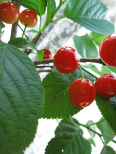 v[gɈĂĐHׂ邳2025N4JԌy߂1{ŎȂyڔAz@픫 @yAzyځzgn