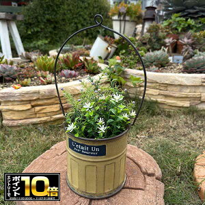 [Gg[Ń|Cg10{ 11/20 20`]uL nMOv^[ ZeBAnOY CG[(UN2301) Ǌ|/݂艺/uL/v^[/Aؔ/K[fjO/CeA//FV/