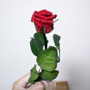 �v���U�[�u�h�t�����[ �Ԉ�֏����� �V���[�g�X�e�����[�Y ���ӂ̋C������`�������l�� ���Ǝ� ������ ���Əj�� �ސE�j�� �v���[���g spf07 �a���� ���j������