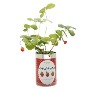  c ͔| ͔|Zbg ͔|Lbg   C`S Xgx[   q ō͔| ŃK[fjO ƒ؉ R ώ@ SҌ    