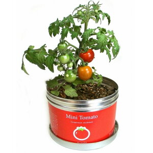 トマト 栽培セット 苗の人気商品 通販 価格比較 価格 Com