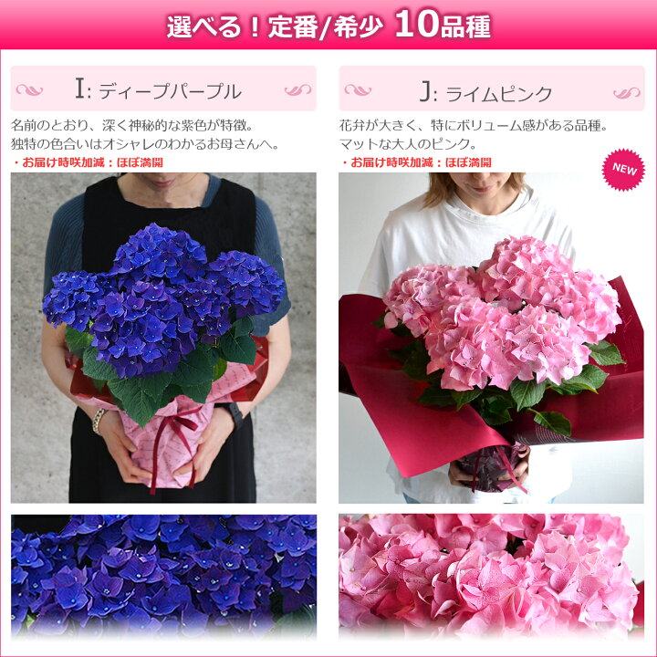 楽天市場 母の日 プレゼント あじさい 5号鉢 花 鉢植え 早割 ギフト 珍しい 紫陽花 希少 ボリューム 鉢花 花鉢 ダンスパーティー 筑紫 送料無料 22 バラの花束 通販 Hana Rug