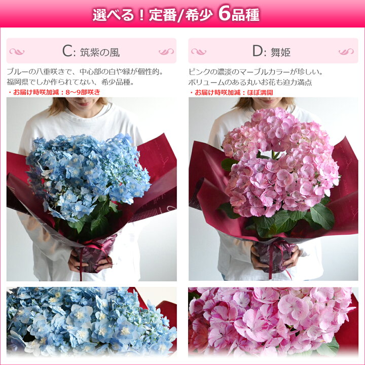 楽天市場 母の日 遅れてごめんね プレゼント 花 鉢植え あじさい 受賞歴多数産地で高品質 アジサイ 紫陽花 花鉢 ギフト 珍しい 希少 ボリューム 鉢花 ダンスパーティー 送料無料 毎年 咲く 筑紫ルビー 筑紫の風 義母 50代 60代 70代 80代 22 バラの花束 通販 Hana Rug