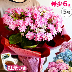 珍しい 花 鉢植えの人気商品 通販 価格比較 価格 Com
