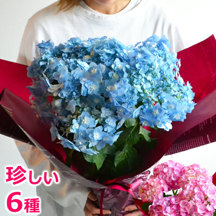 楽天市場 母の日 遅れてごめんね プレゼント 花 鉢植え あじさい 受賞歴多数産地で高品質 アジサイ 紫陽花 花鉢 ギフト 珍しい 希少 ボリューム 鉢花 ダンスパーティー 送料無料 毎年 咲く 筑紫ルビー 筑紫の風 義母 50代 60代 70代 80代 22 バラの花束 通販 Hana Rug