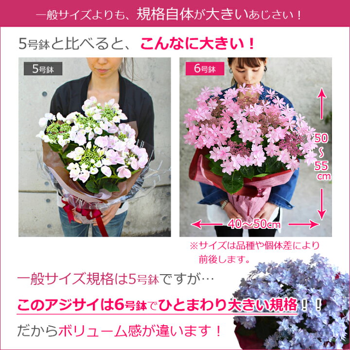 楽天市場 母の日 遅れてごめんね プレゼント 花 鉢植え あじさい ひと回り大きい6号鉢 紫陽花 アジサイ ギフト 鉢花 花鉢 珍しい 希少 ダンスパーティー マジカル 毎年 咲く 送料無料 ピンク 青 ブルー 赤 紫 義母 22 バラの花束 通販 Hana Rug