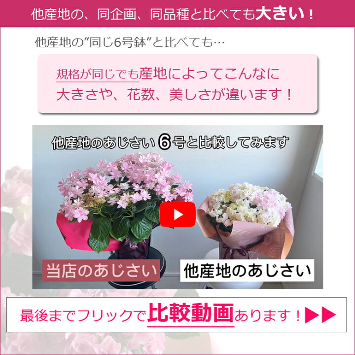 楽天市場 母の日 遅れてごめんね プレゼント 花 鉢植え あじさい ひと回り大きい6号鉢 紫陽花 アジサイ ギフト 鉢花 花鉢 珍しい 希少 ダンスパーティー マジカル 毎年 咲く 送料無料 ピンク 青 ブルー 赤 紫 義母 22 バラの花束 通販 Hana Rug 楽天市場 母の日 遅れてごめんね プレゼント 花 鉢植え あじさい ひと回り大きい6号鉢 紫陽花 アジサイ ギフト 鉢花 花鉢 珍しい 希少 ダンスパーティー マジカル 毎年 咲く 送料無料 ピンク 青 ブルー 赤 紫 義母 22 バラの花束 通販 Hana Rug