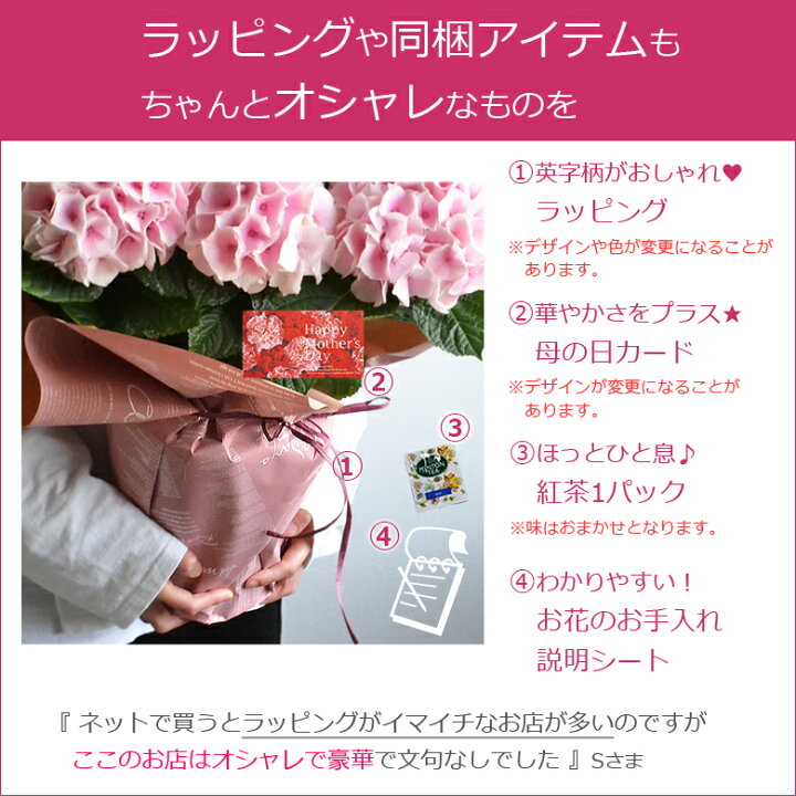 楽天市場 母の日 プレゼント 花 アジサイ 鉢植え ひと回り大きい6号鉢 あじさい 紫陽花 早割 ギフト 鉢花 花鉢 珍しい 希少 ダンスパーティー ピンク 青 ブルー 赤 紫 シック オシャレ 送料無料 22 バラの花束 通販 Hana Rug