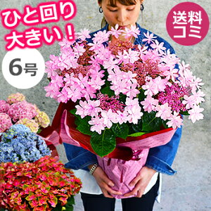 鉢植え 生花 生花の人気商品 通販 価格比較 価格 Com