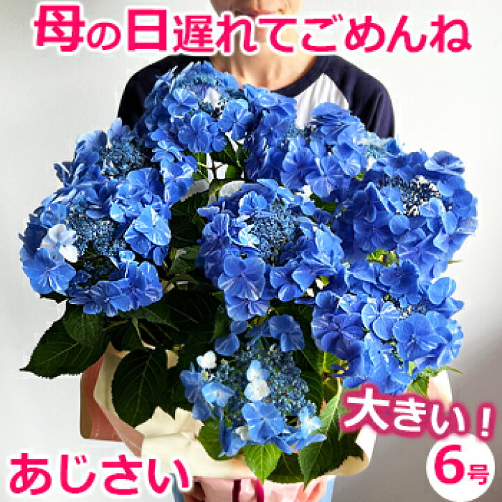 楽天市場 母の日 遅れてごめんね プレゼント 花 鉢植え あじさい ひと回り大きい6号鉢 紫陽花 アジサイ ギフト 鉢花 花鉢 珍しい 希少 ダンスパーティー マジカル 毎年 咲く 送料無料 ピンク 青 ブルー 赤 紫 義母 22 バラの花束 通販 Hana Rug 楽天市場 母の日 遅れてごめんね プレゼント 花 鉢植え あじさい ひと回り大きい6号鉢 紫陽花 アジサイ ギフト 鉢花 花鉢 珍しい 希少 ダンスパーティー マジカル 毎年 咲く 送料無料 ピンク 青 ブルー 赤 紫 義母 22 バラの花束 通販 Hana Rug
