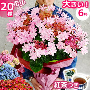 珍しい 鉢植えの人気商品 通販 価格比較 価格 Com
