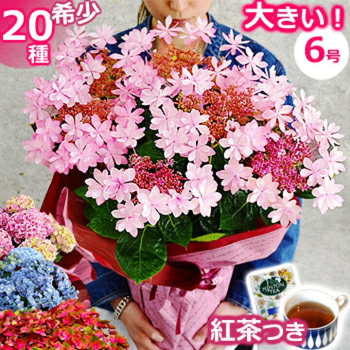 楽天市場 母の日 プレゼント 花 アジサイ 鉢植え ひと回り大きい6号鉢 あじさい 紫陽花 早割 ギフト 鉢花 花鉢 珍しい 希少 ダンスパーティー ピンク 青 ブルー 赤 紫 シック オシャレ 送料無料 22 バラの花束 通販 Hana Rug