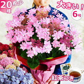 母の日 紫陽花 6号鉢【ワンサイズ大きい】プレゼント アジサイ あじさい 花 鉢植え ギフト 鉢花 花鉢 珍しい 希少 ダンスパーティー 筑紫ルビー 新品種 毎年咲く 送料無料 ピンク 青 ブルー 赤 紫 義母 50代 60代 70代 80代 2026