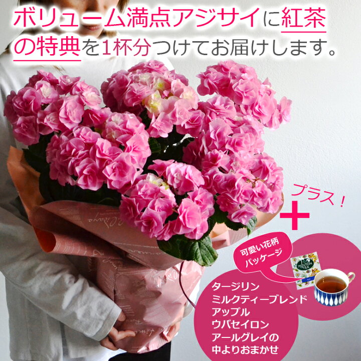 楽天市場 母の日 遅れてごめんね プレゼント 花 鉢植え あじさい ひと回り大きい6号鉢 紫陽花 アジサイ ギフト 鉢花 花鉢 珍しい 希少 ダンスパーティー マジカル 毎年 咲く 送料無料 ピンク 青 ブルー 赤 紫 義母 22 バラの花束 通販 Hana Rug 楽天市場 母の日 遅れてごめんね プレゼント 花 鉢植え あじさい ひと回り大きい6号鉢 紫陽花 アジサイ ギフト 鉢花 花鉢 珍しい 希少 ダンスパーティー マジカル 毎年 咲く 送料無料 ピンク 青 ブルー 赤 紫 義母 22 バラの花束 通販 Hana Rug