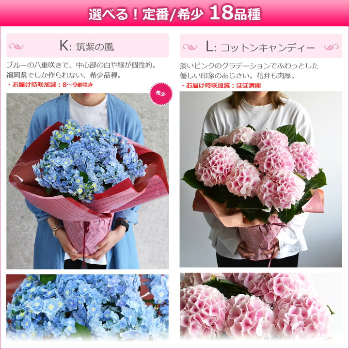 楽天市場 母の日 遅れてごめんね プレゼント 花 鉢植え あじさい ひと回り大きい6号鉢 紫陽花 アジサイ ギフト 鉢花 花鉢 珍しい 希少 ダンスパーティー マジカル 毎年 咲く 送料無料 ピンク 青 ブルー 赤 紫 義母 22 バラの花束 通販 Hana Rug