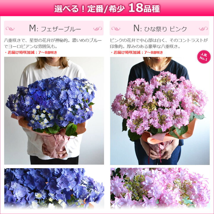 楽天市場 母の日 遅れてごめんね プレゼント 花 鉢植え あじさい ひと回り大きい6号鉢 紫陽花 アジサイ ギフト 鉢花 花鉢 珍しい 希少 ダンスパーティー マジカル 毎年 咲く 送料無料 ピンク 青 ブルー 赤 紫 義母 22 バラの花束 通販 Hana Rug