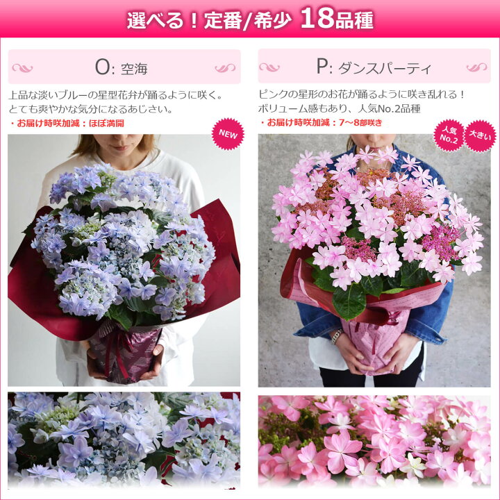 楽天市場 母の日 遅れてごめんね プレゼント 花 鉢植え あじさい ひと回り大きい6号鉢 紫陽花 アジサイ ギフト 鉢花 花鉢 珍しい 希少 ダンスパーティー マジカル 毎年 咲く 送料無料 ピンク 青 ブルー 赤 紫 義母 22 バラの花束 通販 Hana Rug