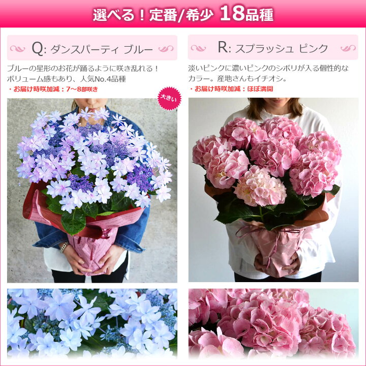 楽天市場 母の日 遅れてごめんね プレゼント 花 鉢植え あじさい ひと回り大きい6号鉢 紫陽花 アジサイ ギフト 鉢花 花鉢 珍しい 希少 ダンスパーティー マジカル 毎年 咲く 送料無料 ピンク 青 ブルー 赤 紫 義母 22 バラの花束 通販 Hana Rug 楽天市場 母の日 遅れてごめんね プレゼント 花 鉢植え あじさい ひと回り大きい6号鉢 紫陽花 アジサイ ギフト 鉢花 花鉢 珍しい 希少 ダンスパーティー マジカル 毎年 咲く 送料無料 ピンク 青 ブルー 赤 紫 義母 22 バラの花束 通販 Hana Rug
