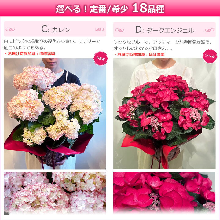 楽天市場 母の日 遅れてごめんね プレゼント 花 鉢植え あじさい ひと回り大きい6号鉢 紫陽花 アジサイ ギフト 鉢花 花鉢 珍しい 希少 ダンスパーティー マジカル 毎年 咲く 送料無料 ピンク 青 ブルー 赤 紫 義母 22 バラの花束 通販 Hana Rug