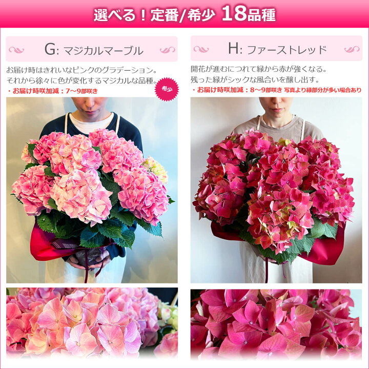 楽天市場 母の日 遅れてごめんね プレゼント 花 鉢植え あじさい ひと回り大きい6号鉢 紫陽花 アジサイ ギフト 鉢花 花鉢 珍しい 希少 ダンスパーティー マジカル 毎年 咲く 送料無料 ピンク 青 ブルー 赤 紫 義母 22 バラの花束 通販 Hana Rug