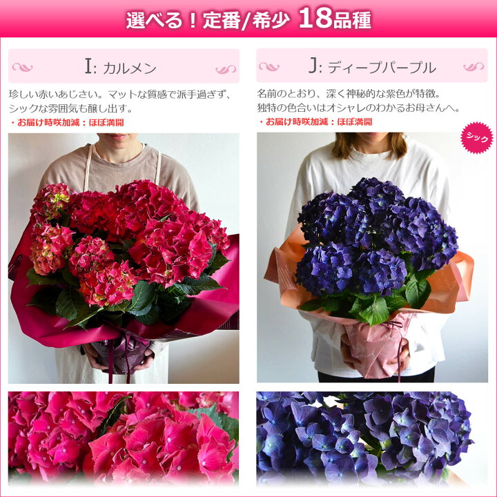 楽天市場 母の日 遅れてごめんね プレゼント 花 鉢植え あじさい ひと回り大きい6号鉢 紫陽花 アジサイ ギフト 鉢花 花鉢 珍しい 希少 ダンスパーティー マジカル 毎年 咲く 送料無料 ピンク 青 ブルー 赤 紫 義母 22 バラの花束 通販 Hana Rug 楽天市場 母の日 遅れてごめんね プレゼント 花 鉢植え あじさい ひと回り大きい6号鉢 紫陽花 アジサイ ギフト 鉢花 花鉢 珍しい 希少 ダンスパーティー マジカル 毎年 咲く 送料無料 ピンク 青 ブルー 赤 紫 義母 22 バラの花束 通販 Hana Rug