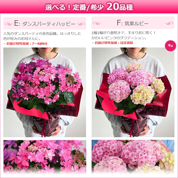 楽天市場 母の日 プレゼント 花 アジサイ 鉢植え 4 11より値上げ ひと回り大きい6号鉢 あじさい 紫陽花 早割 ギフト 鉢花 花鉢 珍しい 希少 ダンスパーティー ピンク 青 ブルー 赤 紫 シック オシャレ 送料無料 22 バラの花束 通販 Hana Rug