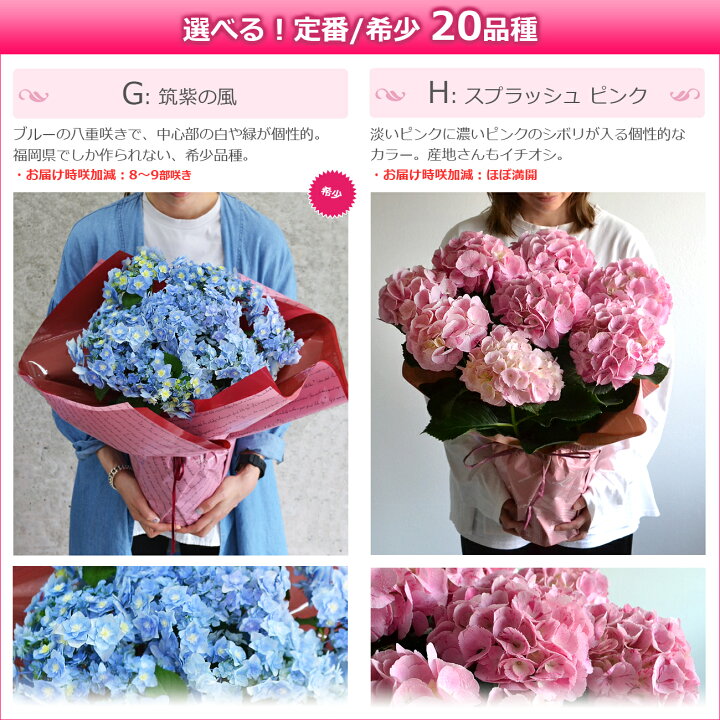 楽天市場 母の日 プレゼント アジサイ 鉢植え 選べる18品種 ひと回り大きい6号鉢 あじさい 早割 ギフト 紫陽花 鉢花 花鉢 珍しい 希少 ダンスパーティー ピンク 青 ブルー 赤 送料無料 22 バラの花束 通販 Hana Rug