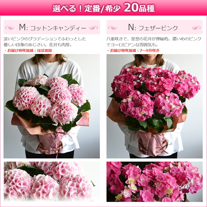 楽天市場 母の日 プレゼント アジサイ 鉢植え 選べる18品種 ひと回り大きい6号鉢 あじさい 早割 ギフト 紫陽花 鉢花 花鉢 珍しい 希少 ダンスパーティー ピンク 青 ブルー 赤 紫 シック オシャレ 送料無料 22 バラの花束 通販 Hana Rug