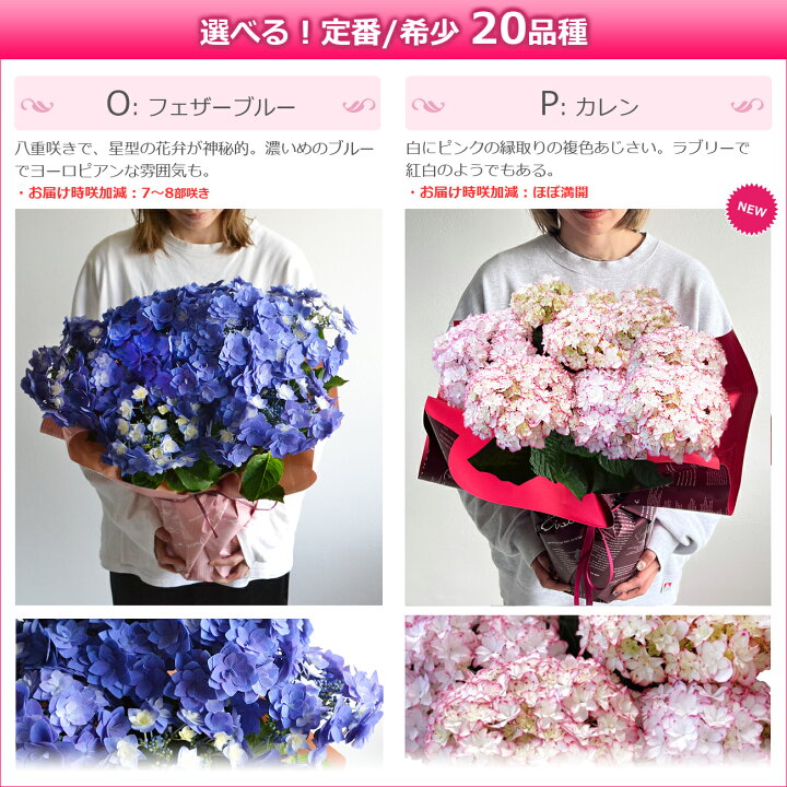 楽天市場 母の日 プレゼント アジサイ 鉢植え 選べる18品種 ひと回り大きい6号鉢 あじさい 早割 ギフト 紫陽花 鉢花 花鉢 珍しい 希少 ダンスパーティー ピンク 青 ブルー 赤 紫 シック オシャレ 送料無料 22 バラの花束 通販 Hana Rug