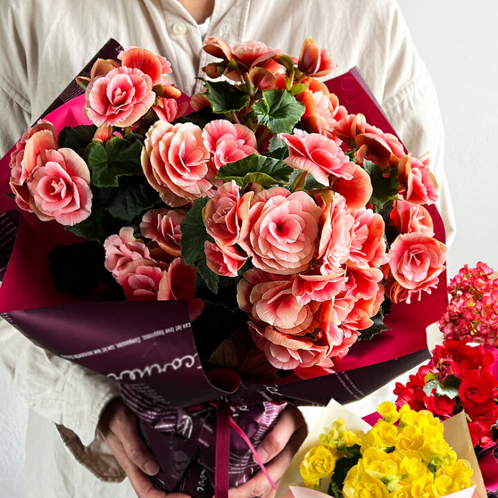 楽天市場 敬老の日 プレゼント ベゴニア ボリアス リーガス 鉢植え 花 5号鉢祖母 祖父 花 ギフト鉢花 花鉢 送料無料 22 バラの花束 通販 Hana Rug