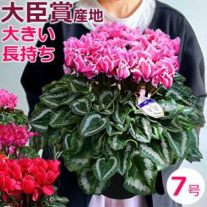 シクラメン 7号鉢 鉢植え 特選大株 お歳暮【ラッピング無料】プレゼント 誕生日 クリスマス ギフト お花 鉢花 送料無料
