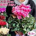 シクラメン【6号鉢より大きい6.5号】【日時指定OK】 お歳暮 鉢植え 誕生日 プレゼント ギフト クリスマス 贈り物 お正月 お年賀 最高級 花 鉢花 冬 新品種 希少 珍しい 贈答品 送料無料