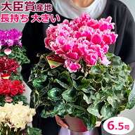 シクラメン【6号鉢より大きい6.5号】【日時指定OK】 お歳暮 鉢植え 誕生日 プレゼント ギフト クリスマス…