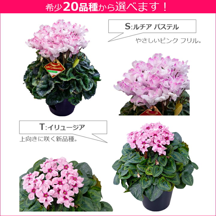楽天市場】シクラメン【6号鉢より大きい6.5号】【日時指定OK】 お歳暮 