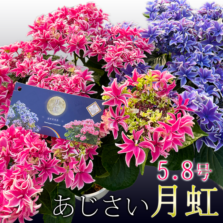 アジサイ 月虹5号