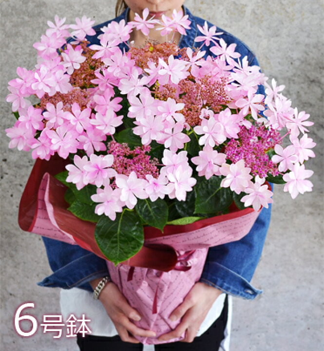 楽天市場】早割り【ワンサイズ大きい】あじさい 6号鉢 母の日 