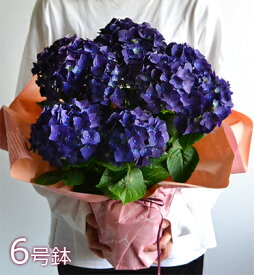 母の日 紫陽花 6号鉢【ワンサイズ大きい】母の日 プレゼント 花 鉢植え アジサイ あじさい ギフト 鉢花 花鉢 珍しい 希少 ダンスパーティー 筑紫ルビー 新品種 毎年咲く 送料無料 ピンク 青 ブルー 赤 紫 義母 50代 60代 70代 80代 2025