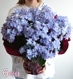母の日 紫陽花 6号鉢【ワンサイズ大きい】母の日 プレゼント 花 鉢植え アジサイ あじさい ギフト 鉢花 花鉢 珍しい 希少 ダンスパーティー 筑紫ルビー 新品種 毎年咲く 送料無料 ピンク 青 ブルー 赤 紫 義母 50代 60代 70代 80代 2025