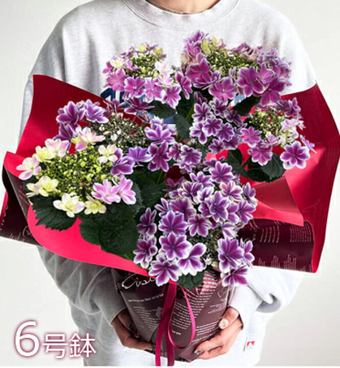 楽天市場】早割り【ワンサイズ大きい】あじさい 6号鉢 母の日 