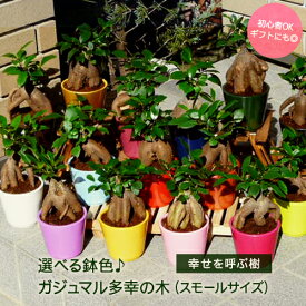 ガジュマル 3.5号 陶器鉢 マルチカラー 多幸の木 小型 塊根植物 コーデックス 種類 鉢 花 木 屋外 室内 ビザール プランツ 観葉 かわいい ギフト 開店 誕生日 新築 鉢物 結婚 プレゼント 記念日 多肉 植物 開業 オシャレ 塊根 コーデックス ベランダ ガーデニング 販売