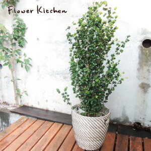 (観葉)『ベンジャミン バロック 7号鉢 + 北欧スタイルカゴ付き 』ローグコルン 北欧スタイルの カゴ付き 観葉 フィカス ベンジャミナ バロック ギフト 育てやすい 観葉植物 インテリア