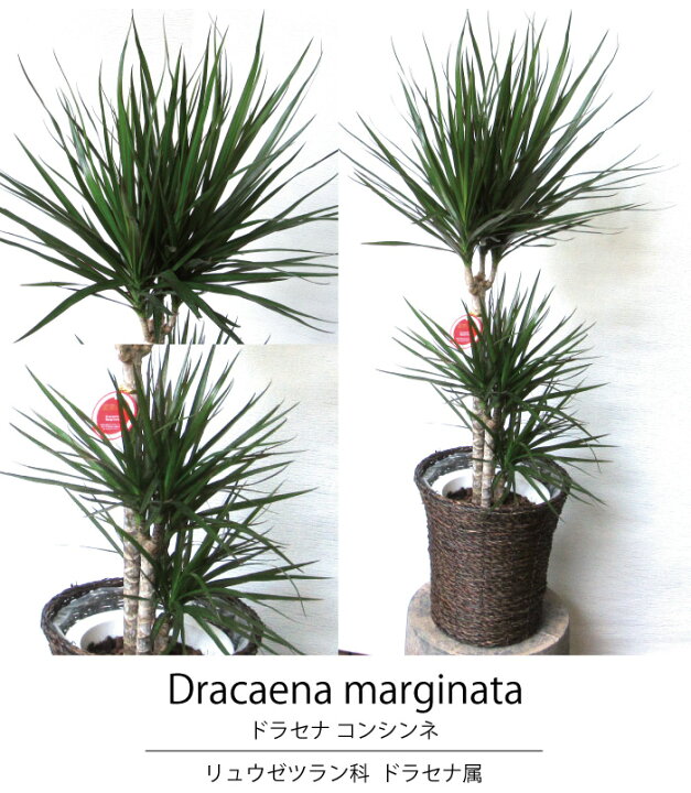 最前線の 観葉植物 ドラセナ コンシンネ マジナータ 7号サイズ 最前線の 観葉植物 ドラセナ コンシンネ マジナータ 7号サイズ
