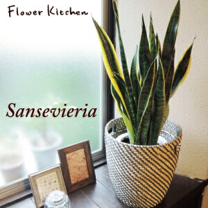 wTXxA 7 { kX^CJS x[OR TZxAyzTXxA Ă₷ ϗtAyAzA |bg ̔ a JX z j Vzj G