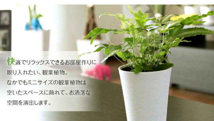 ガーデニング ミニツール 15点セット 多肉植物 観葉植物 室内 園芸用品 寄せ植え 多用途組み合わせ ハンドスコップ ミニチュアガーデン 送料無料 Yk581 Staraba 通販 4pcs樹脂ミニ漫画ミニチュアガーデンマイクロランドスケープホーム多肉植物盆栽植物鉢クラフト装飾