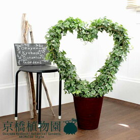 楽天市場 アイビー 鉢植えの通販